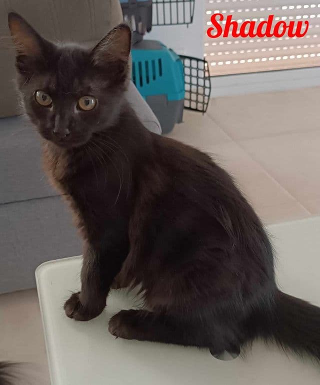 Photo de Shadow