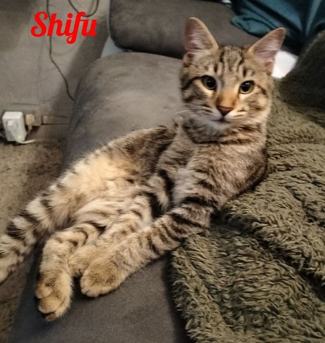 Photo de Shifu