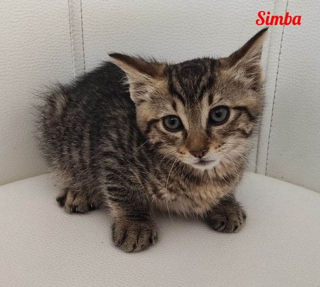 Photo de Simba-deborah