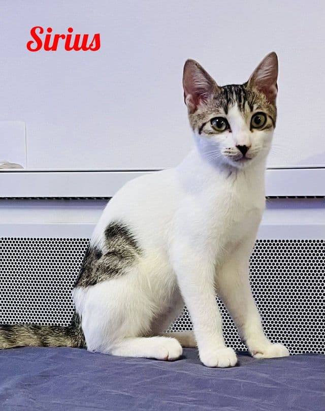 Photo de Sirius