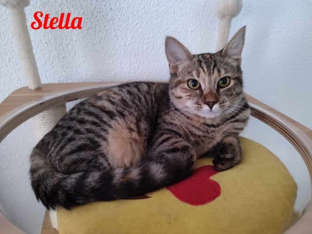 Photo de Stella-3