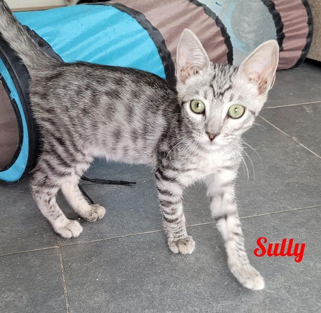 Photo de Sully