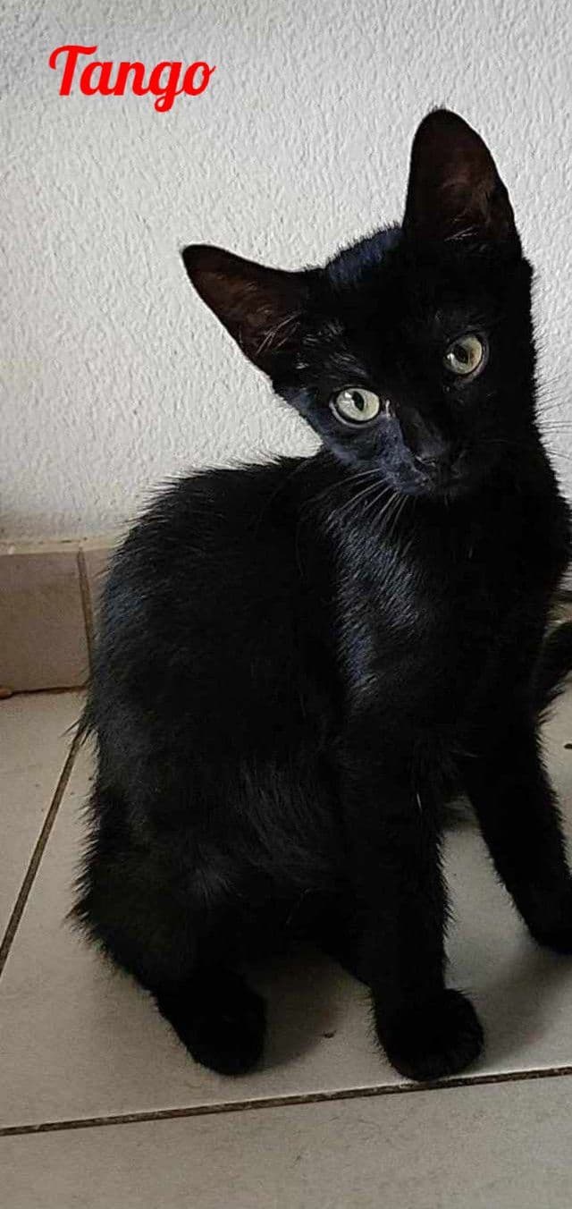 Photo de Tango