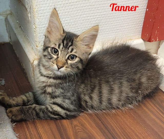 Photo de Tanner