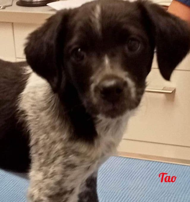 Photo de Tao-chien