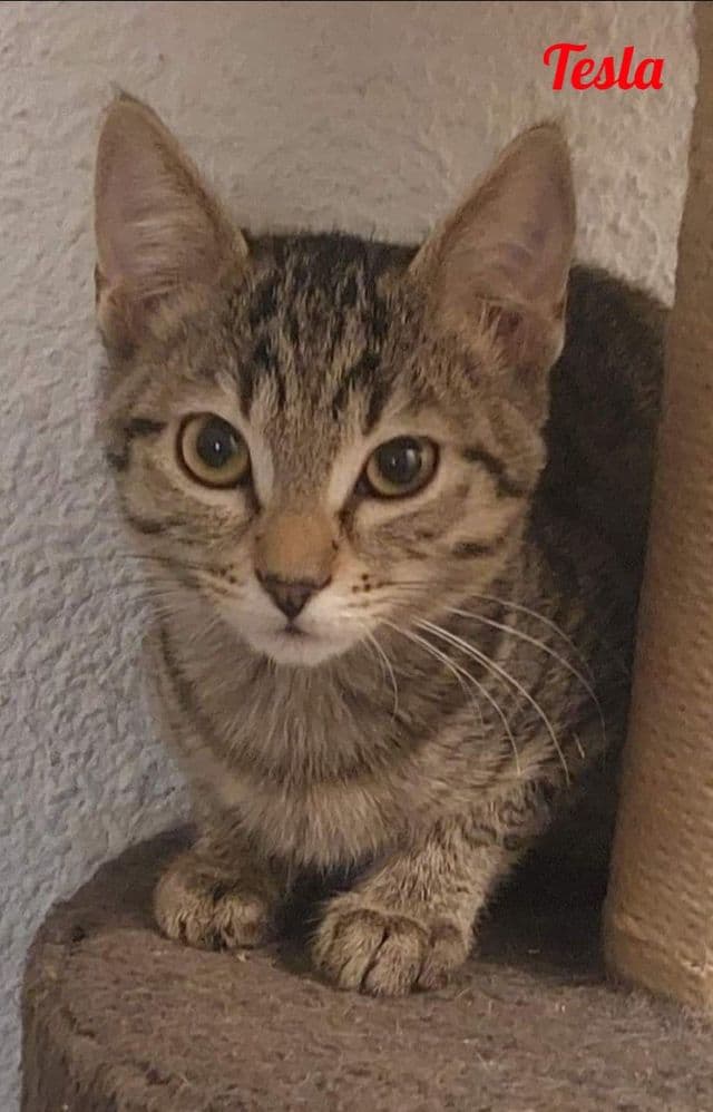 Photo de Tesla-2