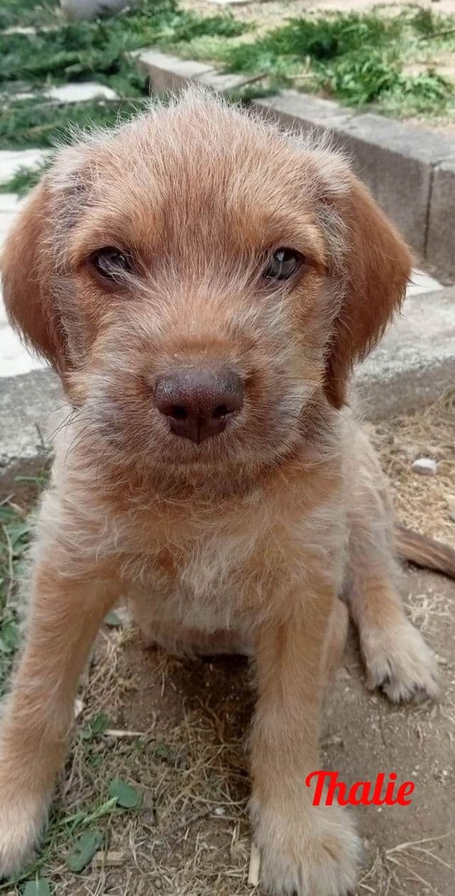 Photo de Thalie-chien
