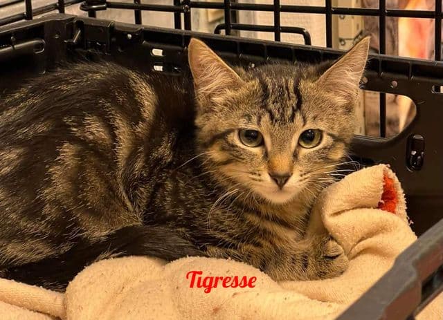 Photo de Tigresse