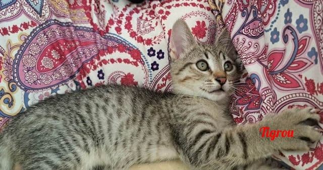 Photo de Tigrou-cécile-cannet
