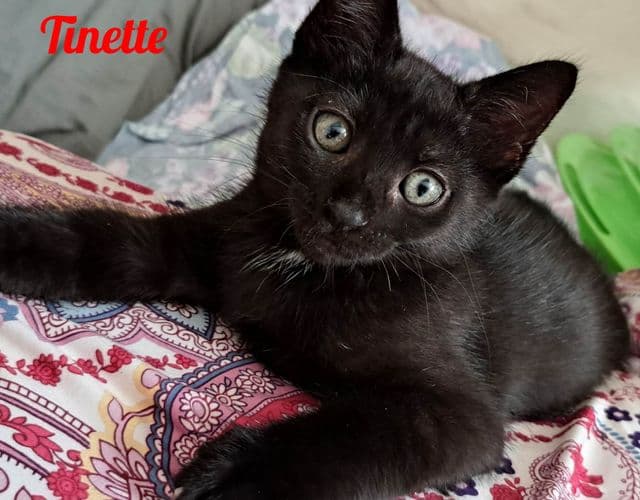 Photo de Tinette