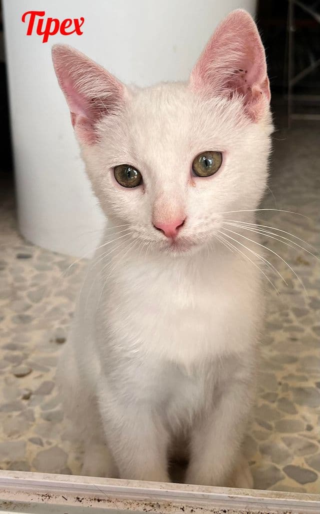 Photo de Tipex