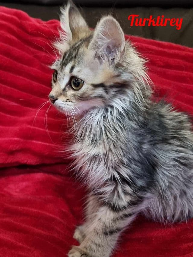 Photo de Turktirey