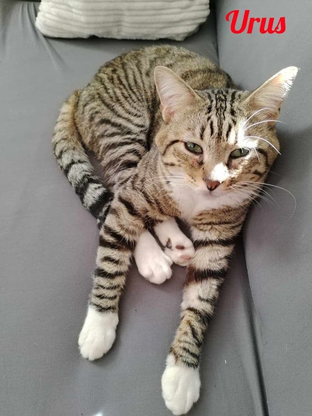 Photo de Urus
