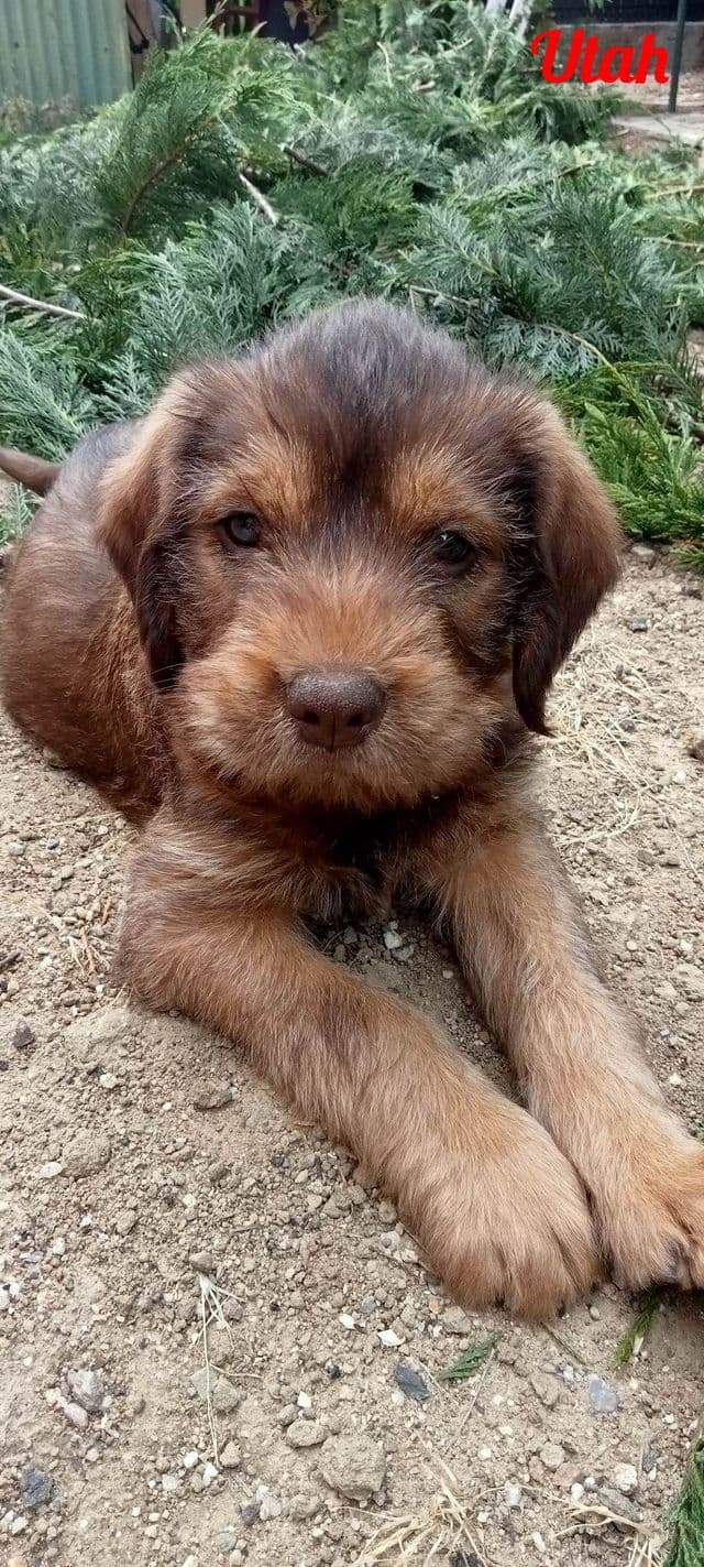 Photo de Utah-chien