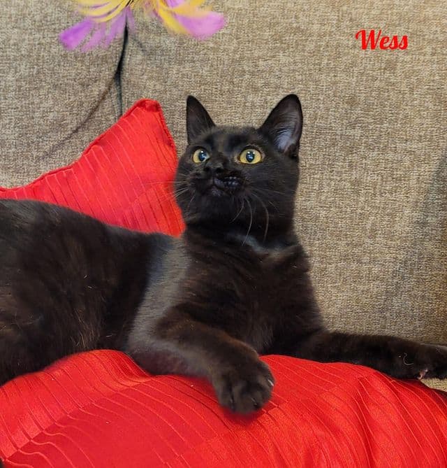 Photo de Wess-2