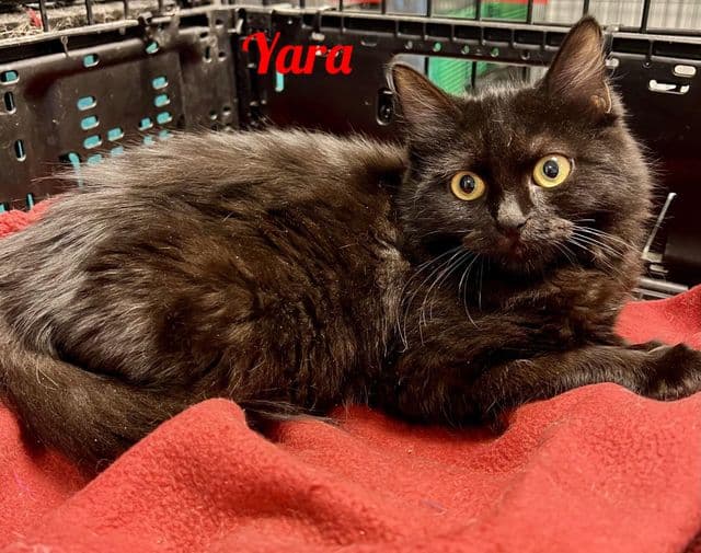 Photo de Yara-local