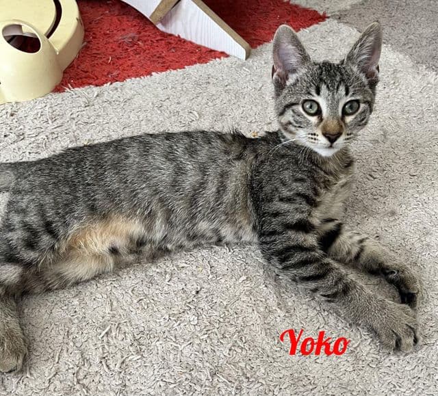 Photo de Yoko