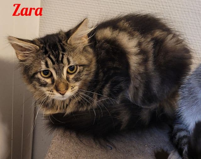 Photo de Zara
