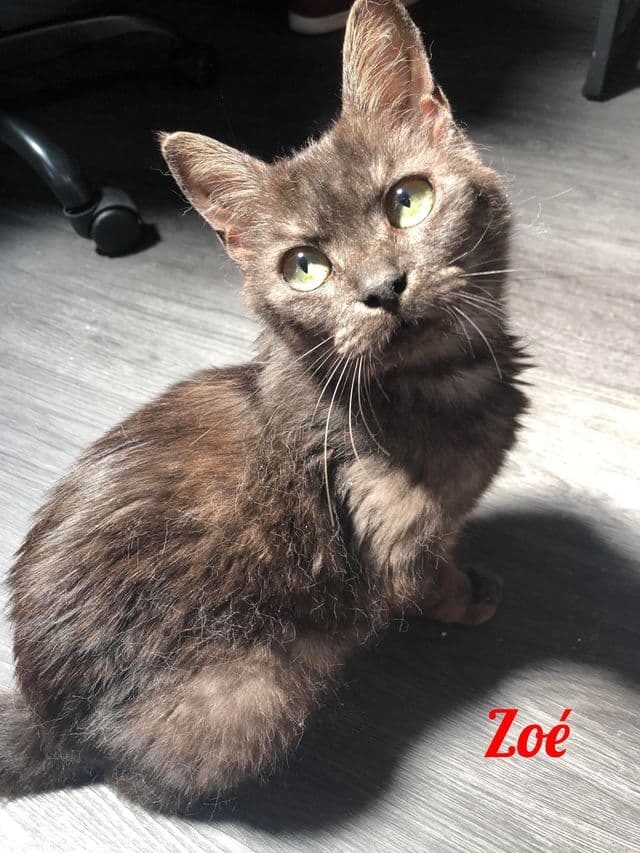 Photo de Zoe