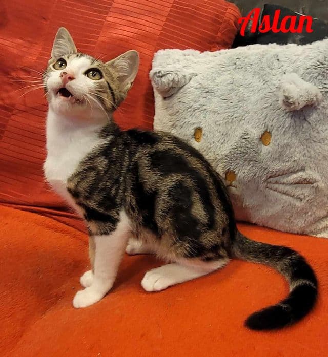 Photo de Aslan