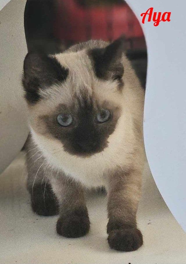 Photo de Aya