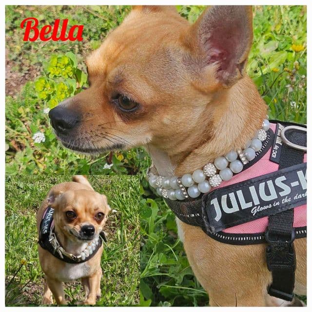 Photo de Bella