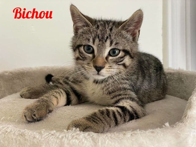 Photo de Bichou