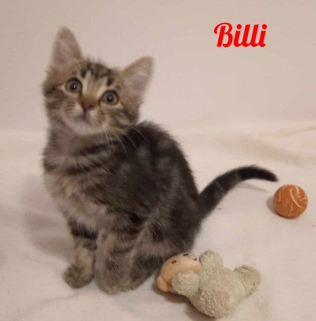 Photo de Billi