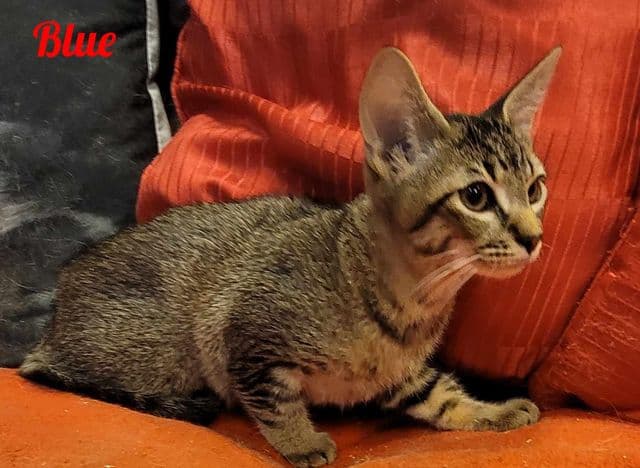 Photo de Blue