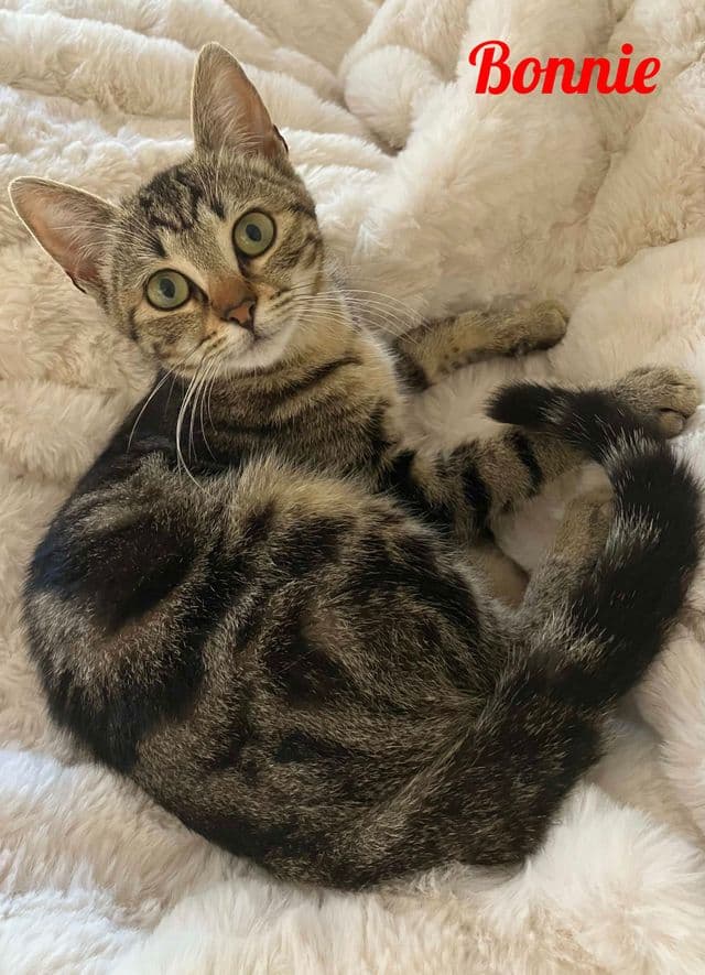 Photo de Bonnie