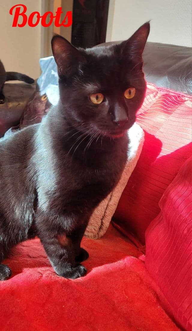 Photo de Boots