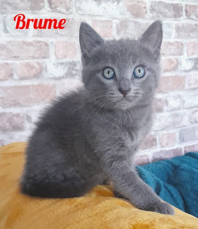 Photo de Brume