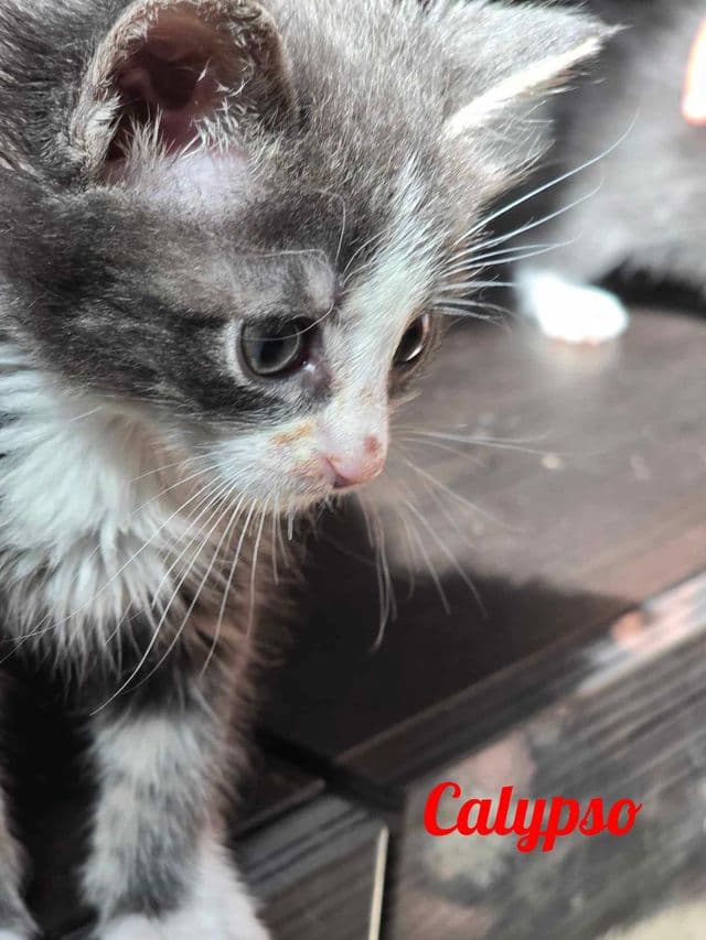 Photo de Calypso
