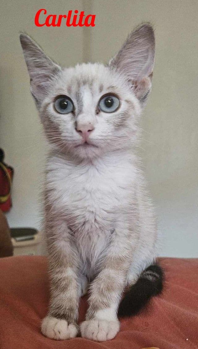 Photo de Carlita
