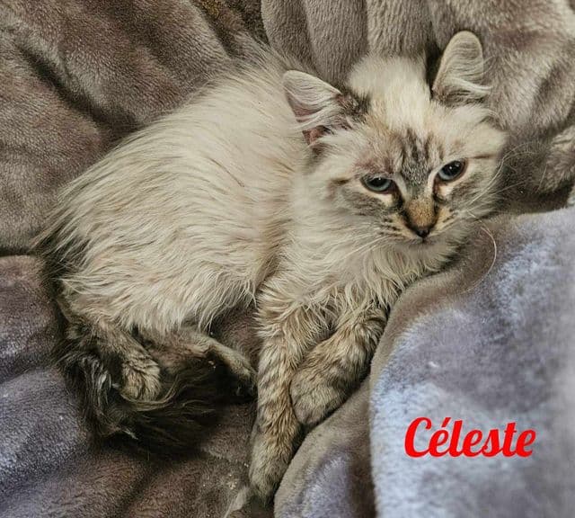Photo de Céleste