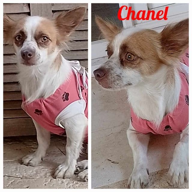 Photo de Chanel