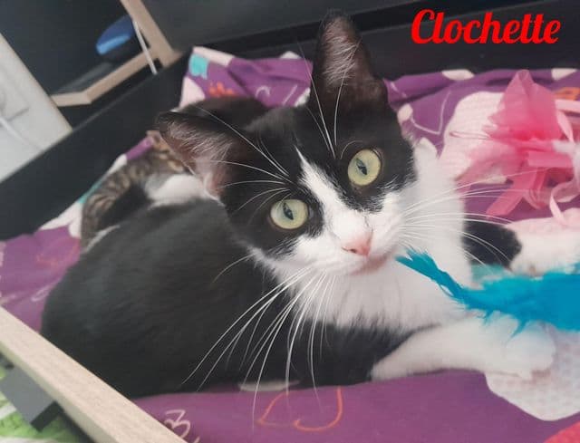 Photo de Clochette