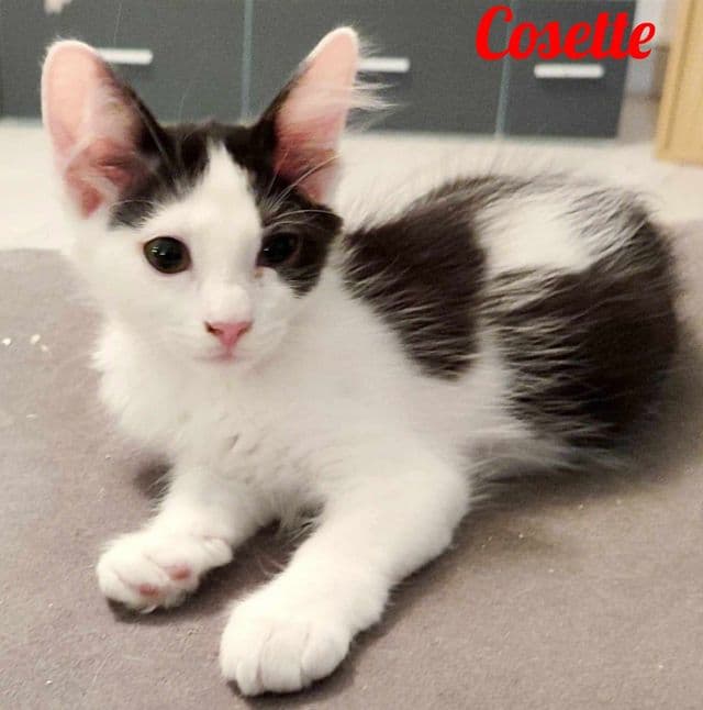 Photo de Cosette-2