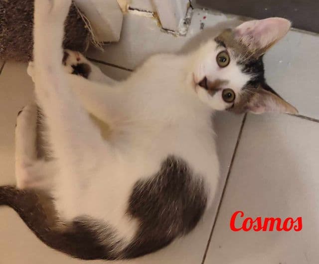 Photo de Cosmos