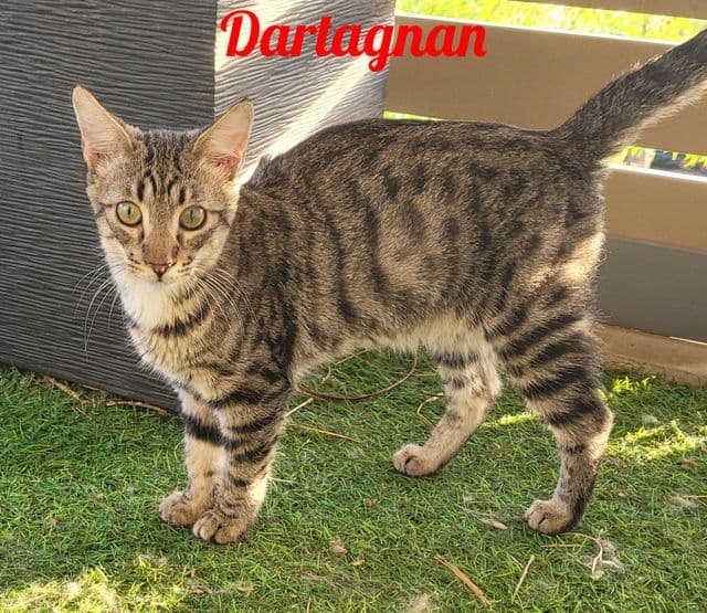 Photo de Dartagnan