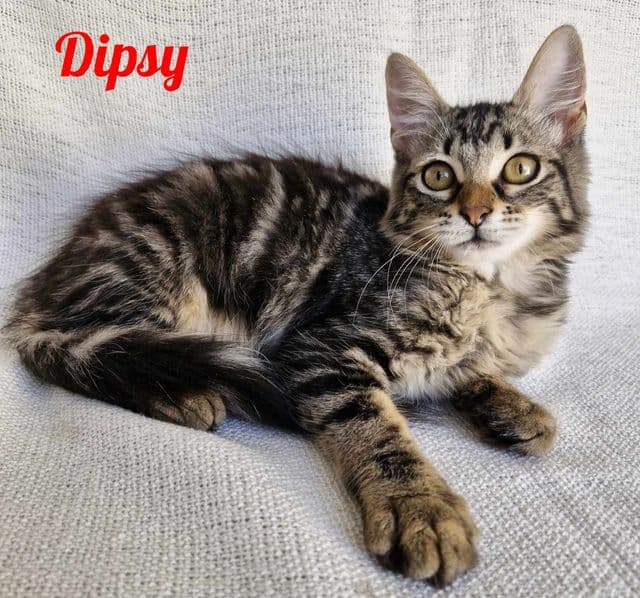 Photo de Dipsy-2