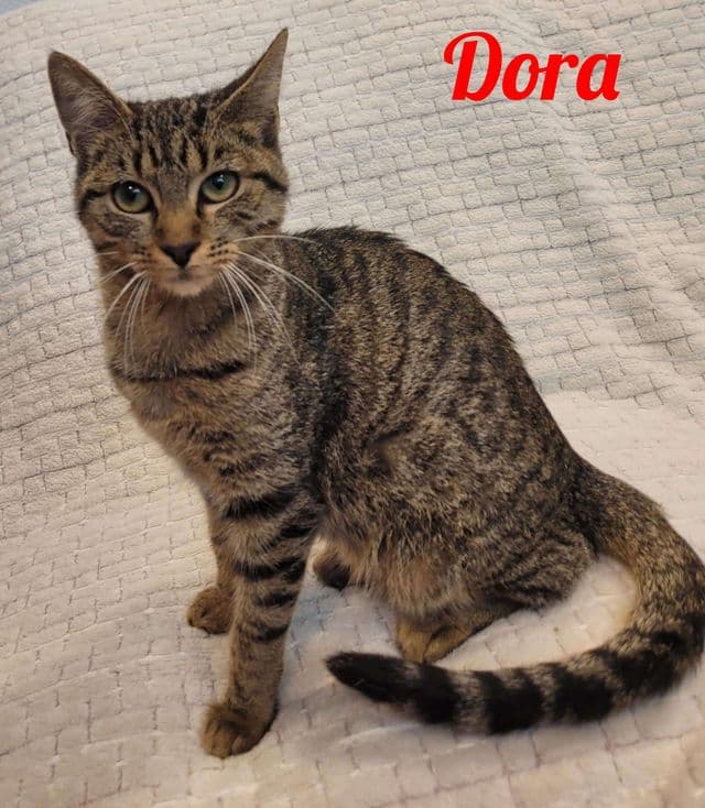 Photo de Dora