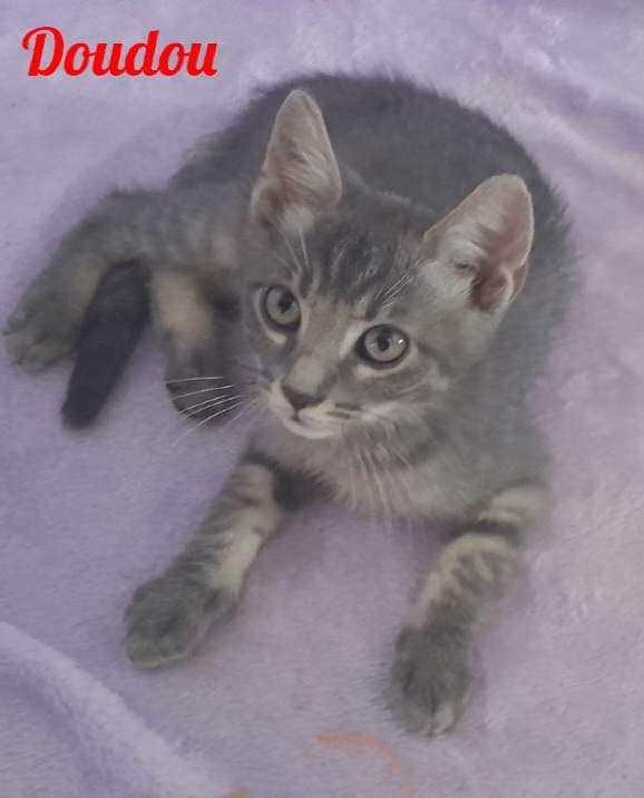 Photo de Doudou