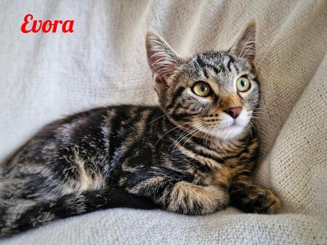 Photo de Evora