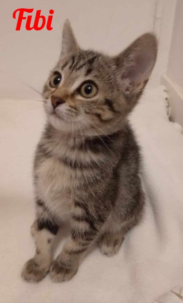 Photo de Fibi