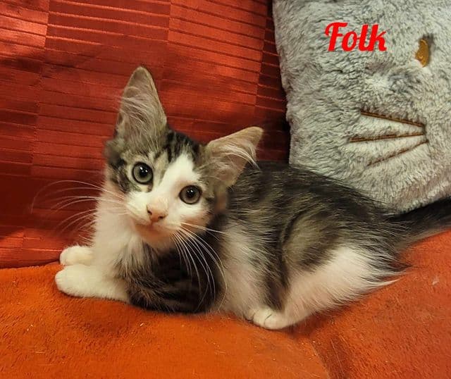 Photo de Folk