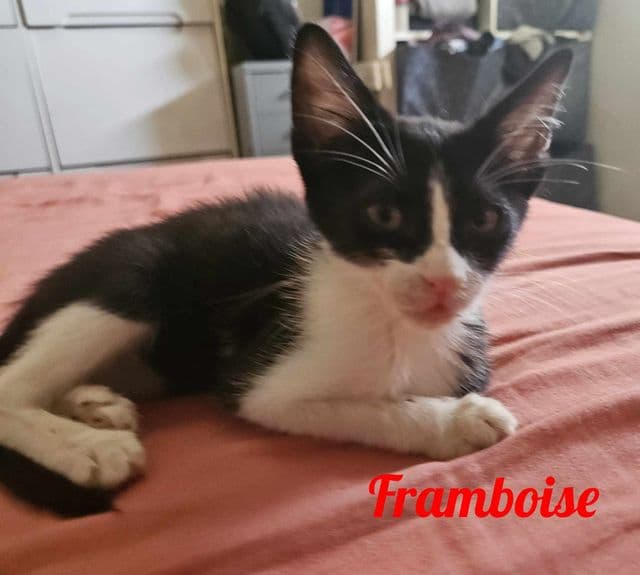 Photo de Framboise