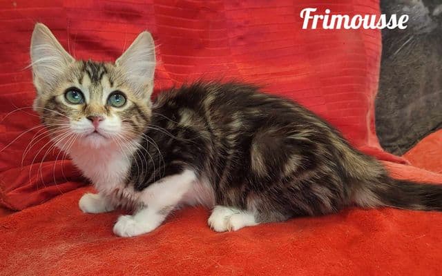 Photo de Frimousse