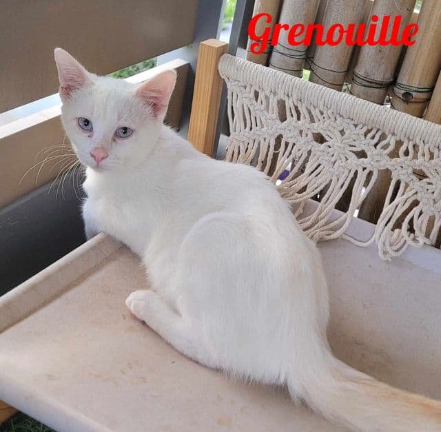 Photo de Grenouille