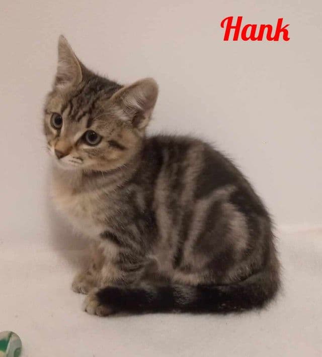 Photo de Hank